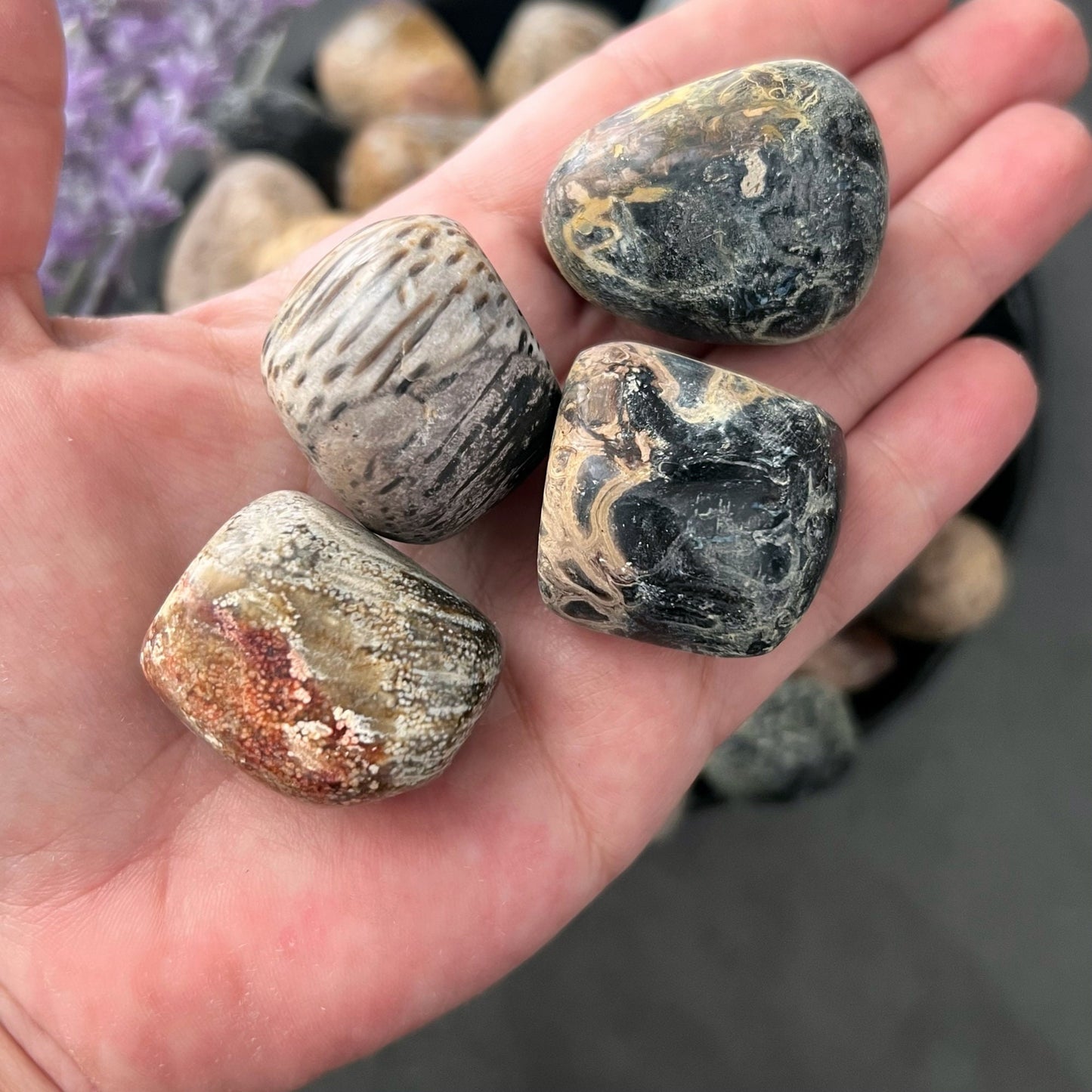 Fossilized Palm Root Tumbled Stones