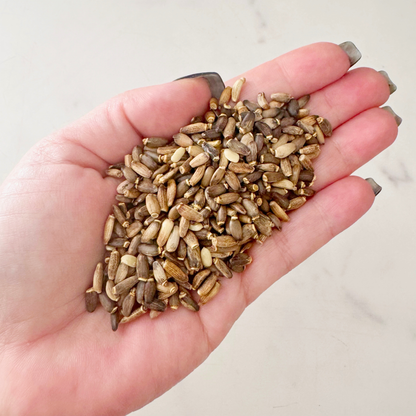 Milk Thistle Seed, Whole, Organic