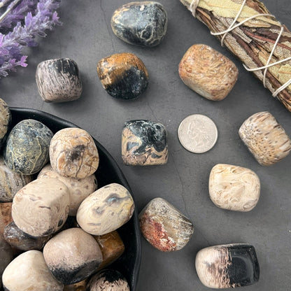 Fossilized Palm Root Tumbled Stones
